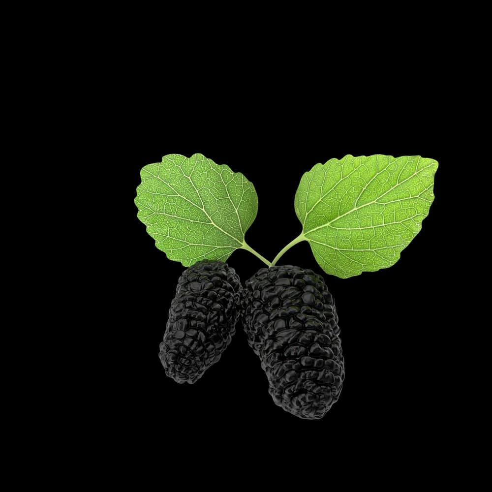 Dried Mulberry Snack Pack